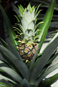 Close-up of succulent plant