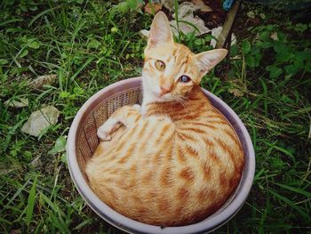 High angle view of cat on field