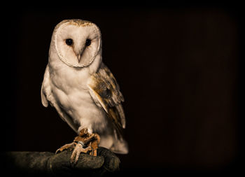 Close-up of owl perching on black background