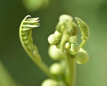 Close-up of green leaves