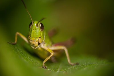 Close-up of insect on leaf