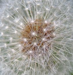 Close-up of dandelion on plant