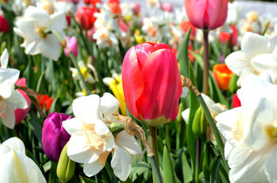 Close-up of white tulips