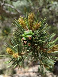 Close-up of pine cone on tree