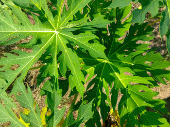 High angle view of fresh green leaves on field