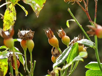 Close-up of fruit growing on plant