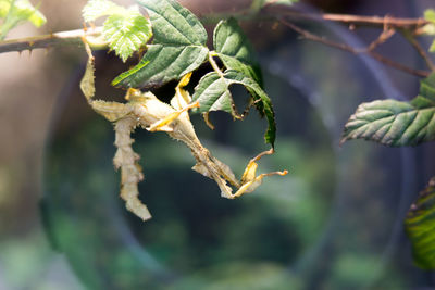 Close-up of lizard on plant