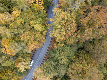 High angle view of road amidst trees during autumn