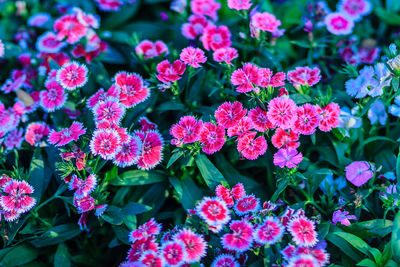 Close-up of flowers blooming outdoors