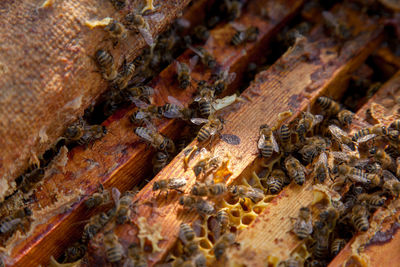 Close-up of bee on wood