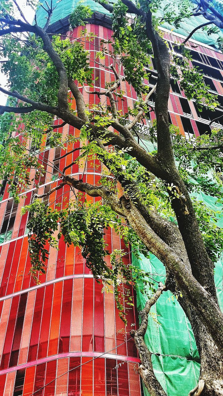 building exterior, architecture, built structure, low angle view, growth, tree, ivy, branch, window, red, house, leaf, residential building, residential structure, brick wall, plant, outdoors, day, green color, no people