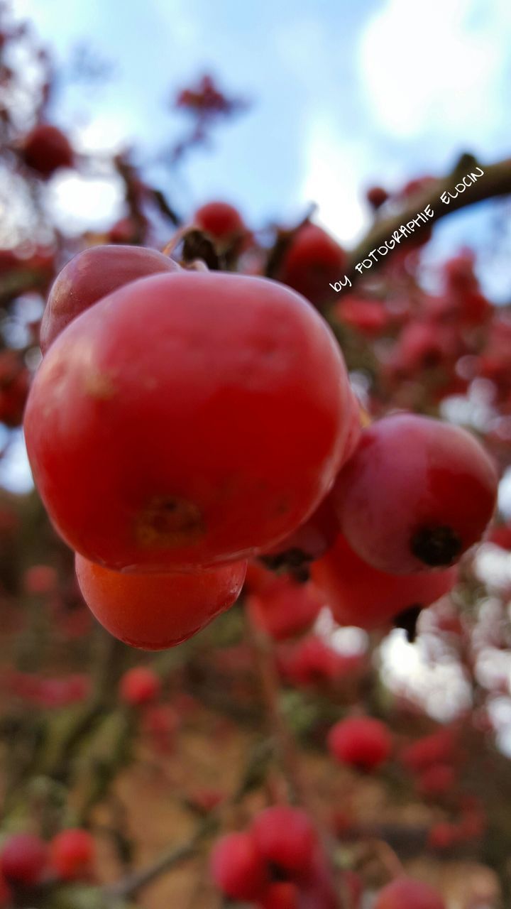 red, close-up, fruit, focus on foreground, growth, food and drink, nature, food, no people, outdoors, freshness, day, fragility, beauty in nature