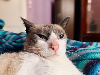 Close-up of a cat at home