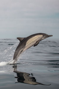 View of horse in sea