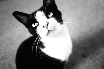 Close-up portrait of cat