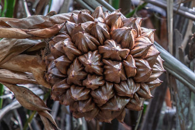 Close-up of dried leaves