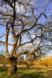 Bare tree on field against sky