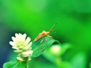 Close-up of insect on leaf