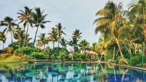 Palm trees by swimming pool against sky