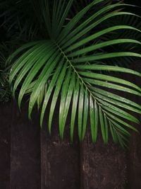 Close-up of palm tree