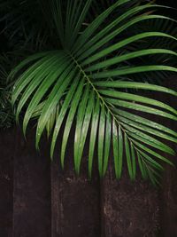 Close-up of palm leaf 
