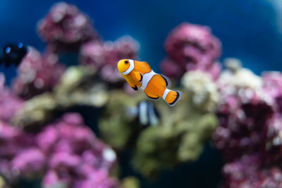 Vibrant oscellaris clownfish swimming in a salt water fish tank