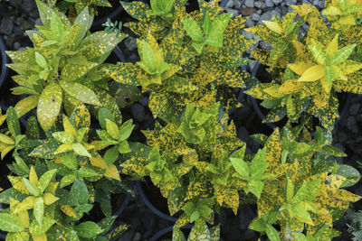 Full frame shot of fresh green leaves