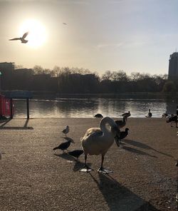 Flock of seagulls at lakeshore