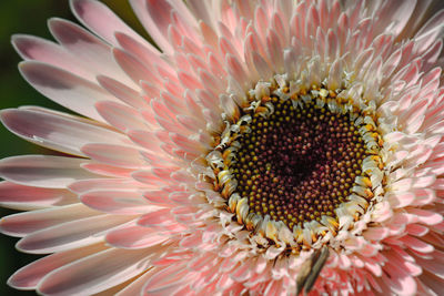 Close-up of pink flower