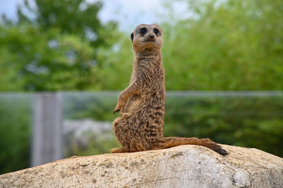 Meerkat on rock