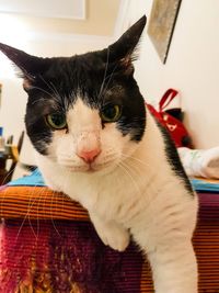 Close-up portrait of cat