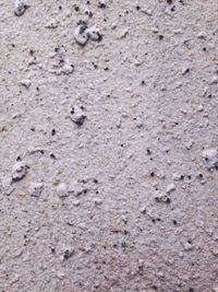 High angle view of insect on sand
