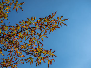 Low angle view of tree against clear blue sky