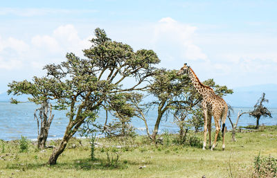 View of tree on field against sky