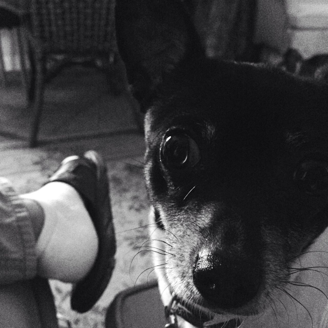 pets, domestic animals, animal themes, one animal, dog, mammal, indoors, part of, close-up, unrecognizable person, animal head, black color, looking at camera, focus on foreground, portrait, person, men