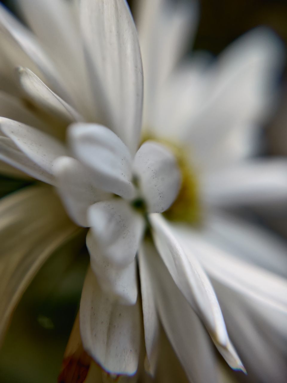 FULL FRAME SHOT OF WHITE FLOWERING PLANT