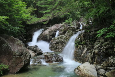 Scenic view of waterfall in forest