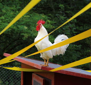 Side view of rooster crowing on chicken coop against trees