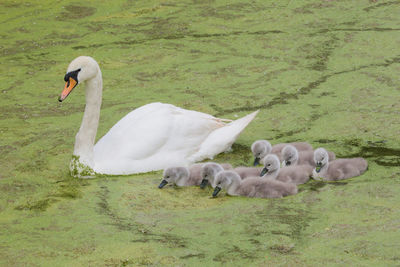 Close-up of mute swan with cygnets in pond