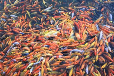 Full frame shot of fish in sea