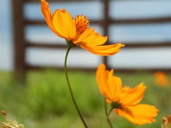 Close-up of orange flower blooming outdoors