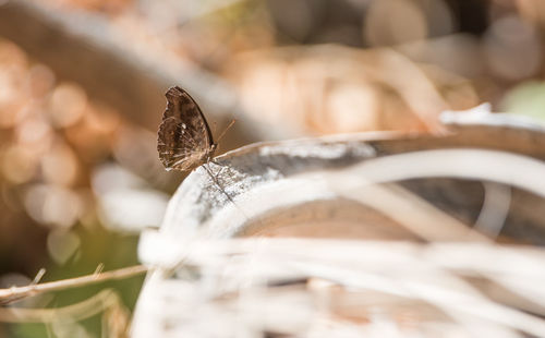 Close-up of butterfly on leaf