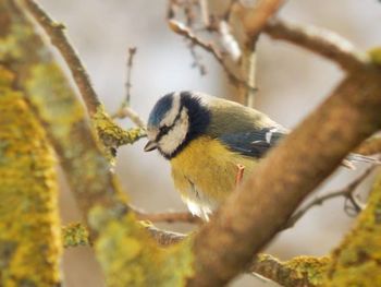 Close-up of bird perching on branch