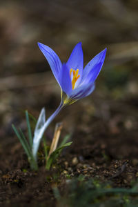 Close-up of purple crocus flower on field