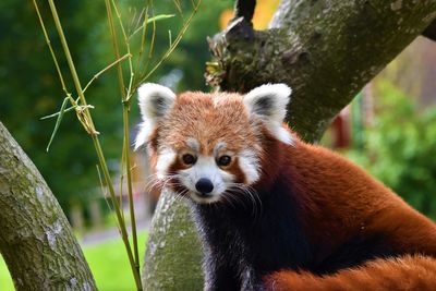 Close-up of a red panda on tree