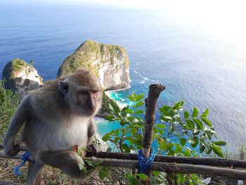 Monkey in the sea