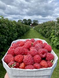 Close-up of strawberries in container against sky