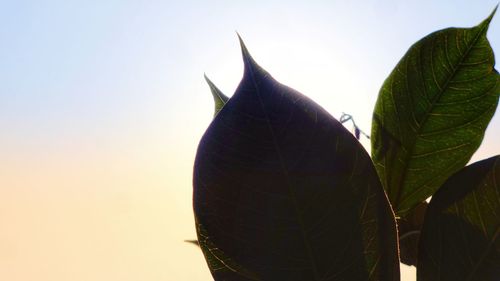 Close-up of leaf against clear sky