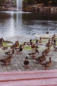 Birds in a lake