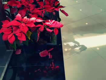 Close-up of red flowers